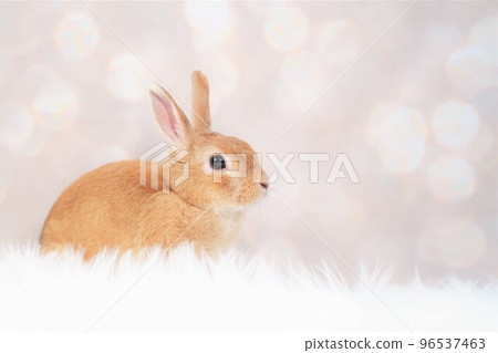 rabbit snap 96537463