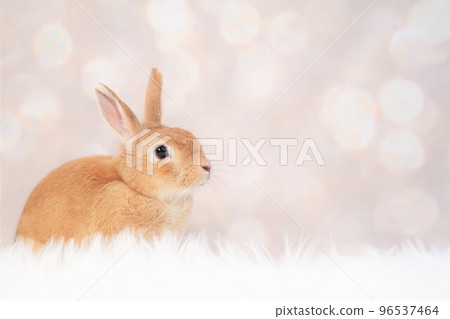 rabbit snap 96537464