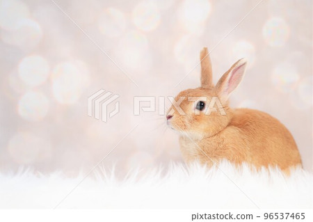 rabbit snap 96537465