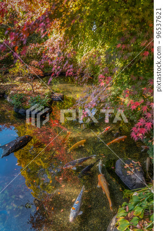 Chikusei City, Ibaraki Prefecture Autumn leaves at Saisho-ji Temple 96537621