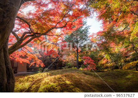 Chikusei City, Ibaraki Prefecture Autumn leaves at Saisho-ji Temple 96537627