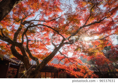 Chikusei City, Ibaraki Prefecture Autumn leaves at Saisho-ji Temple 96537631