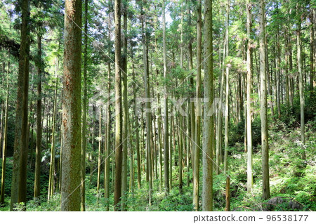 雪松森林 96538177