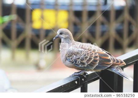 fledgling pigeon 96538250