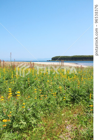 美麗的藍天和黃色羽扇豆花 96538376