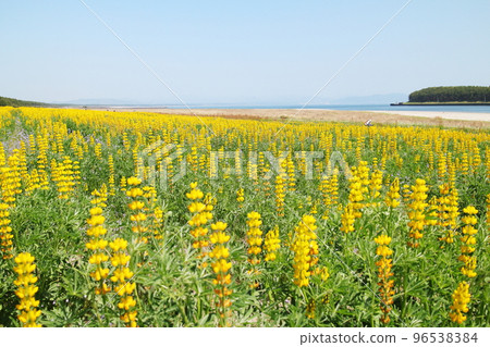 一個美麗的海灘，有可愛的羽扇豆花 96538384