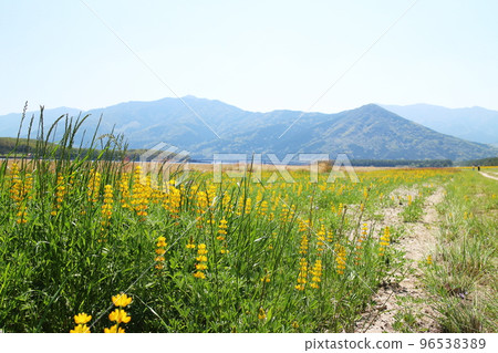 Beautiful natural scenery with cute lupins blooming 96538389