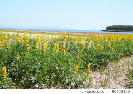 Beautiful lupine flowers blooming along the coast 96538390