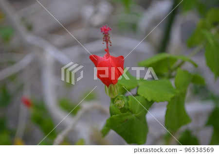 紅姬芙蓉 96538569