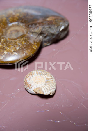 菊石的化石 菊石的化石 96538672