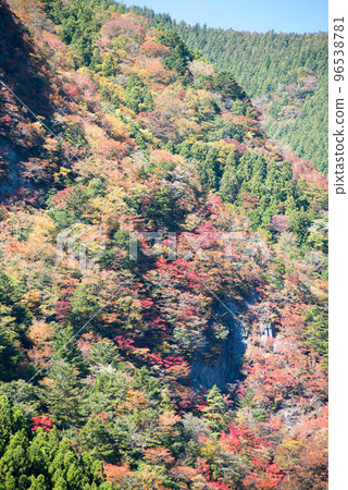 Naka Town, Tokushima Prefecture Autumn leaves on the slopes of Mt. Ishidate 96538781