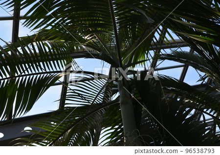 Yuthra palm looking up 96538793
