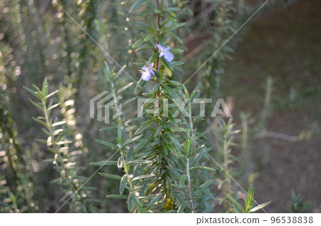 Close-up photo of Rosemary Rex Close-up photo of Rosemary Rex 96538838
