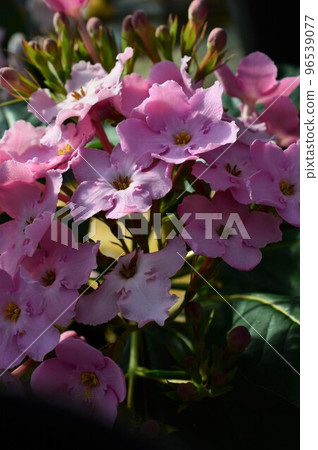 Smell cherry blossom (Lucria) 96539077