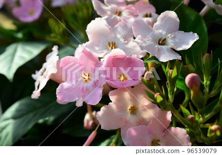 粉紅色的花朵。聞櫻花 (Lucria) 96539079