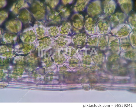 underwater plant side 96539241