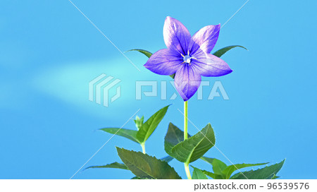 秋七草之一的風鈴草,16:9(固定攝影) 秋七草之一的風鈴草,16:9(固定攝影) 96539576