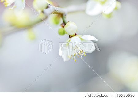 可愛的白梅花 可愛的白梅花 96539656