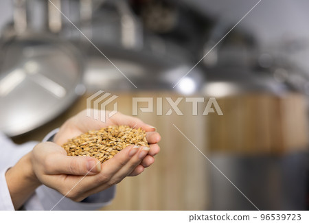 Barley in female palms close-up against the background of brewery Barley in female palms close-up against the background of brewery 96539723