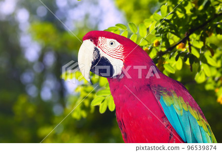 Portrait of Ara chloropterus over nature 96539874