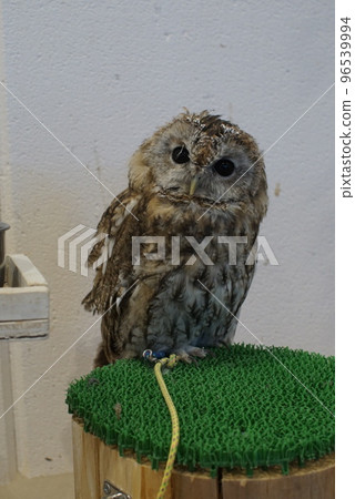 Cute owl with bright eyes Cute owl with bright eyes 96539994