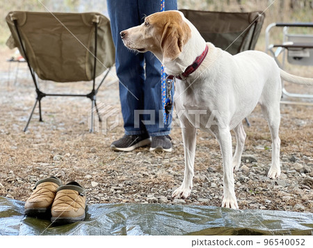 dog and human legs and camp chairs dog and human legs and camp chairs 96540052