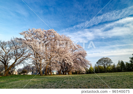 Cherry blossoms in Kohoku New Town and Nakagawa Hachimanyama Park Cherry blossoms in Kohoku New Town and Nakagawa Hachimanyama Park 96540075