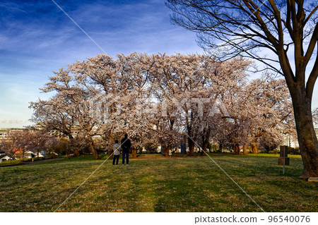 Cherry blossoms in Kohoku New Town and Nakagawa Hachimanyama Park Cherry blossoms in Kohoku New Town and Nakagawa Hachimanyama Park 96540076