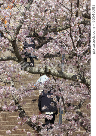 廣島尾道的櫻花石階和西國寺的櫻花 廣島尾道的櫻花石階和西國寺的櫻花 96540392