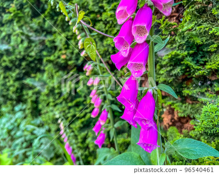 Color of early summer, foxglove flower Color of early summer, foxglove flower 96540461
