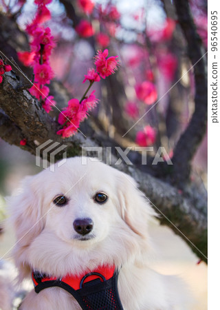 plum blossom and dog 96540695