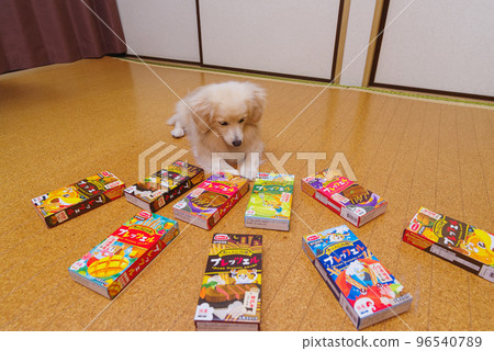 dog surrounded by sweets 96540789