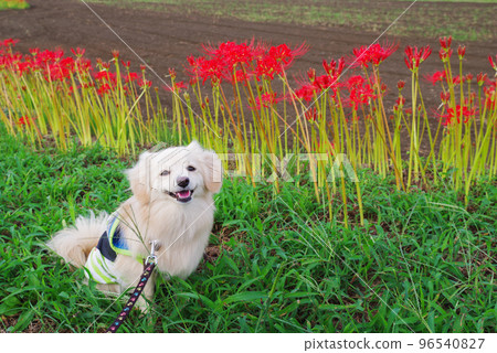 Take a stroll along the bank of cluster amaryllis Take a stroll along the bank of cluster amaryllis 96540827