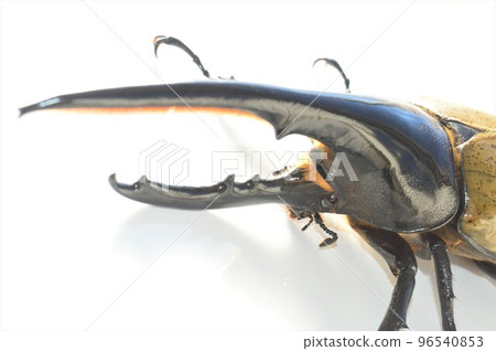 Hercules Beetle Hercules Hercules White Background Hercules Beetle Hercules Hercules White Background 96540853
