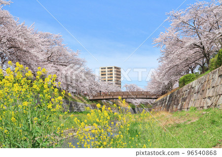 Yamazaki River Sakura 96540868