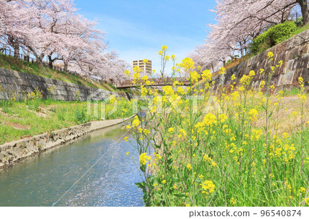 山崎河櫻 96540874