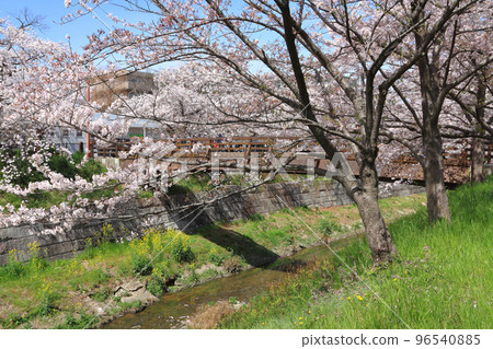 Yamazaki River Sakura 96540885