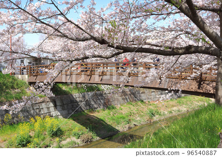 山崎河櫻 96540887