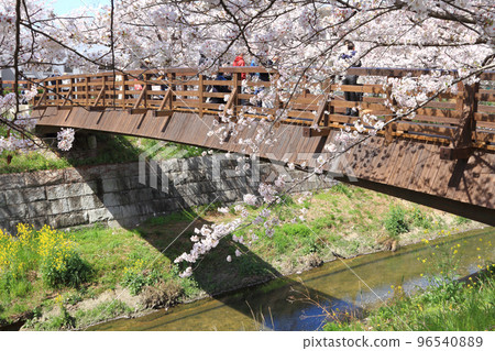 Yamazaki River Sakura Stock Photo 96540889 PIXTA