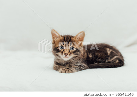 Little marble bengal kitten on the white fury blanket Little marble bengal kitten on the white fury blanket 96541146
