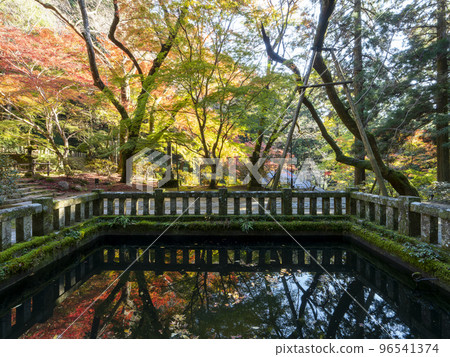 Scenery of autumn leaves reflected in the pond of Muroji Temple Scenery of autumn leaves reflected in the pond of Muroji Temple 96541374