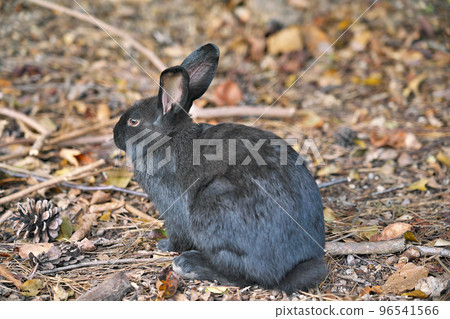 [Rabbit on Okunoshima (Rabbit Island)] Tadanoumi Town, Takehara City, Hiroshima Prefecture 96541566