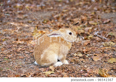 [Rabbit on Okunoshima (Rabbit Island)] Tadanoumi Town, Takehara City, Hiroshima Prefecture 96541567