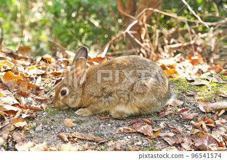 [大久野島的兔子（兔子島）] 廣島縣竹原市忠海町 96541574