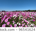 Cosmos field of one side 96541624