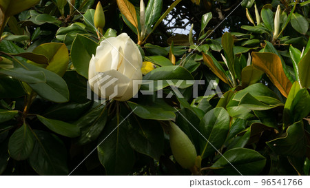 A white blossoming magnolia flower surrounded by dark green leaves. Close-up. A white blossoming magnolia flower surrounded by dark green leaves. Close-up. 96541766
