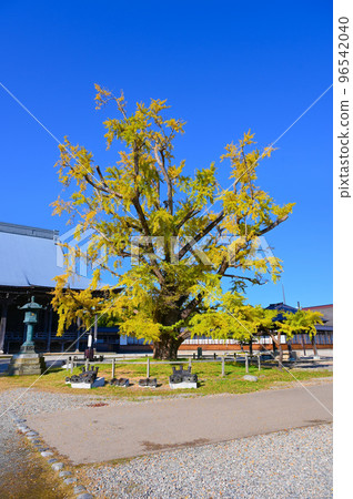 Unfruitful ginkgo, Seven Wonders of Takaoka Shokoji Temple, Great Ginkgo, Takaoka City 96542040
