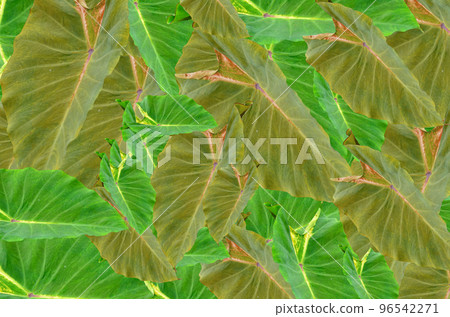 Colocasia Pigtailed Princess 96542271