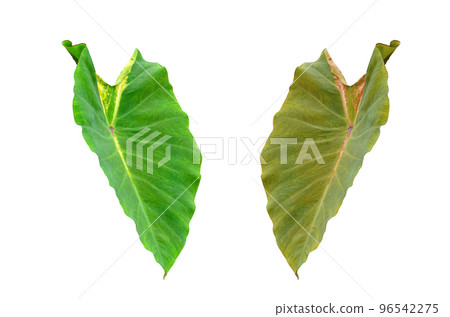 Colocasia Pigtailed Princess 96542275