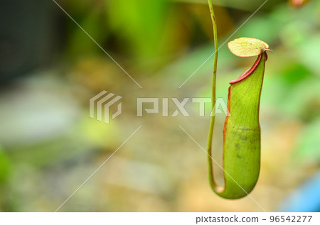 Nepenthes hanging in the garden Nepenthes hanging in the garden 96542277